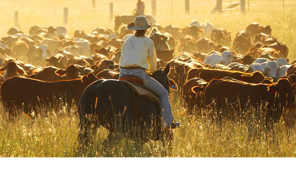 Why Invest In Australian Agriculture?